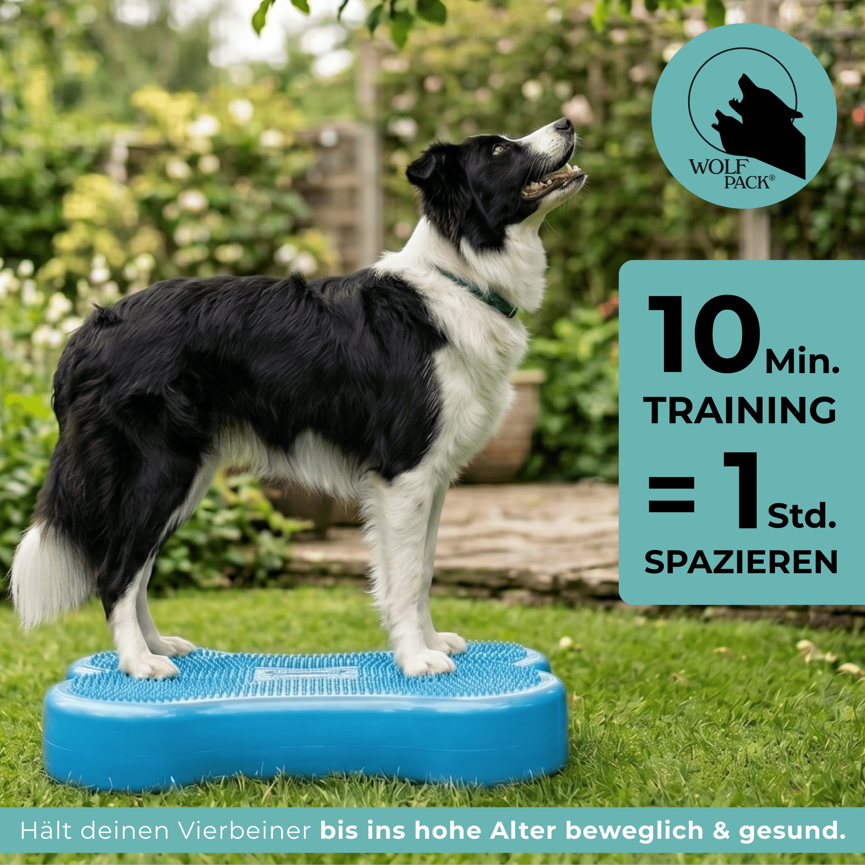 Wolf Pack® Physioprodukte Wolf Pack® BLUE | Better4Pets-Edition - Fitness Dog Bone/Trainingsgerät für Hunde