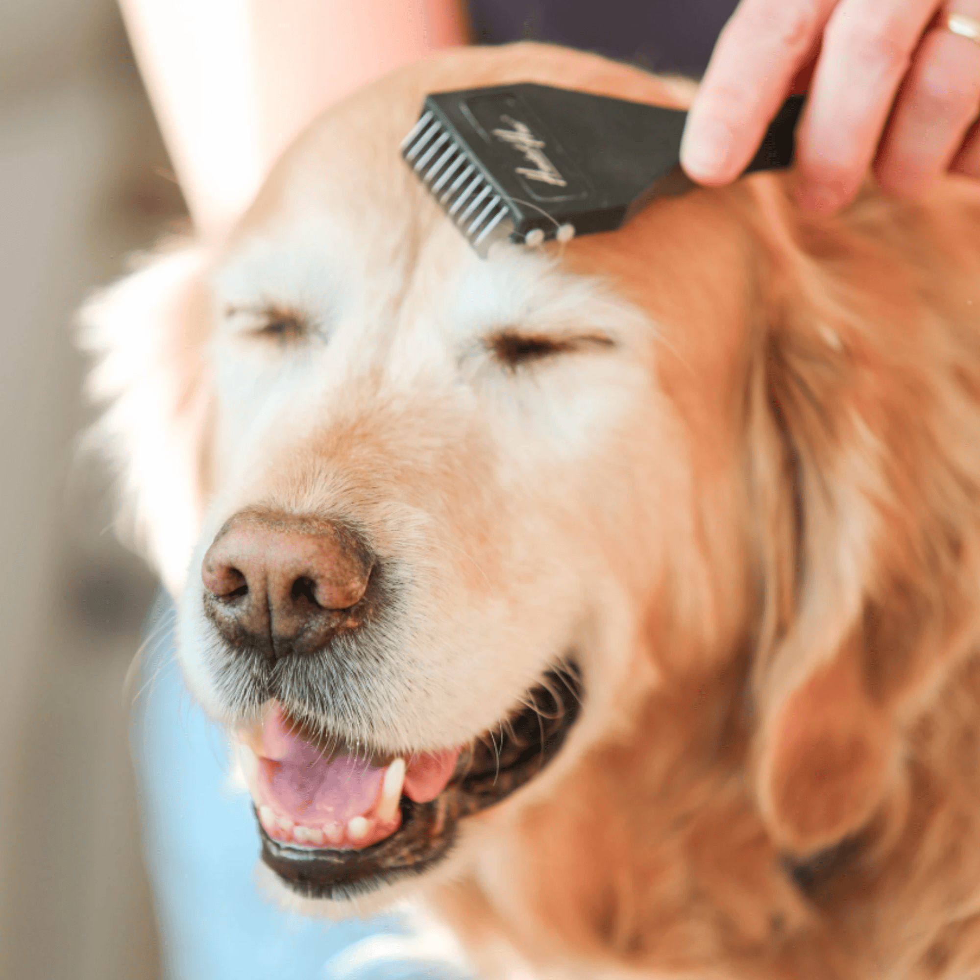 HundertHaar® Fellpflege HundertHaar® Trimmstriegel für Hunde und Katzen