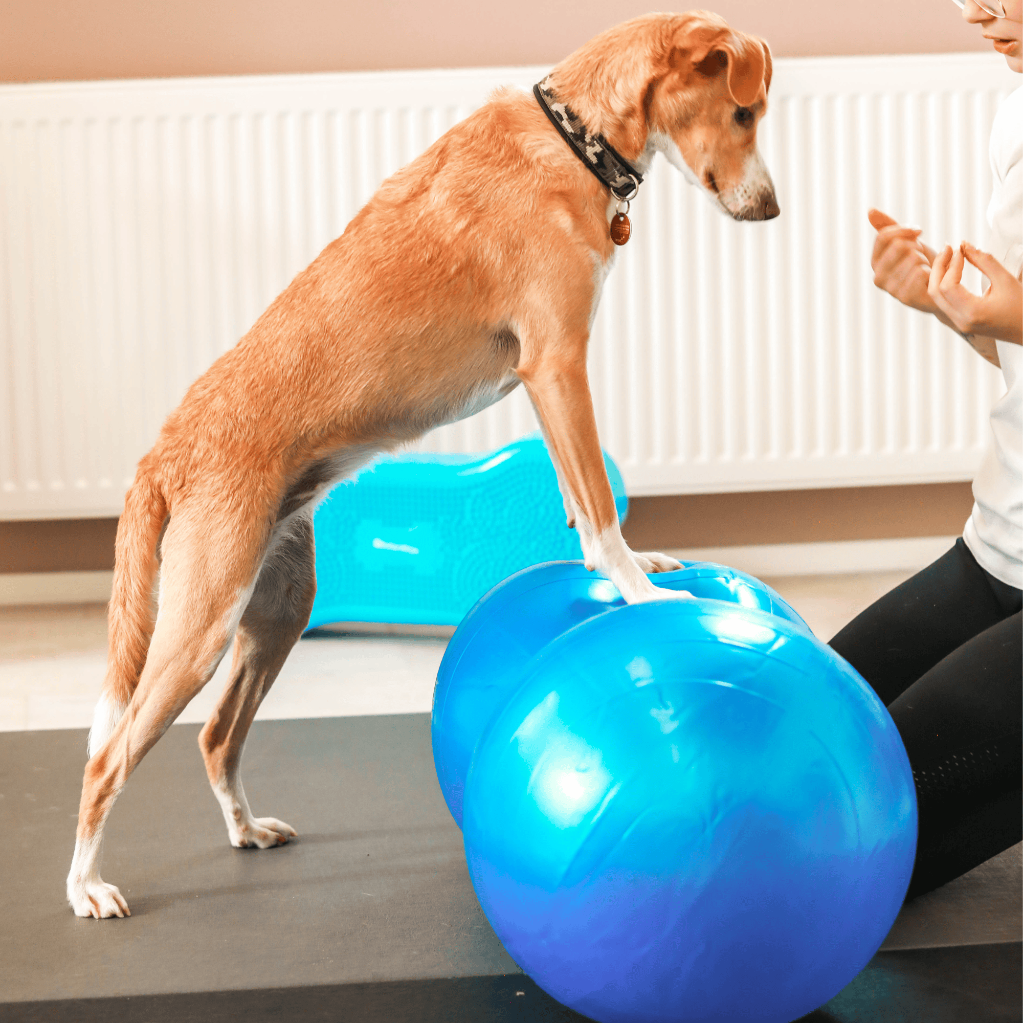 Wolf Pack® Physioprodukte Wolf Pack® FLOW | Better4Pets-Edition - Physio Peanut Ball für Mensch & Tier