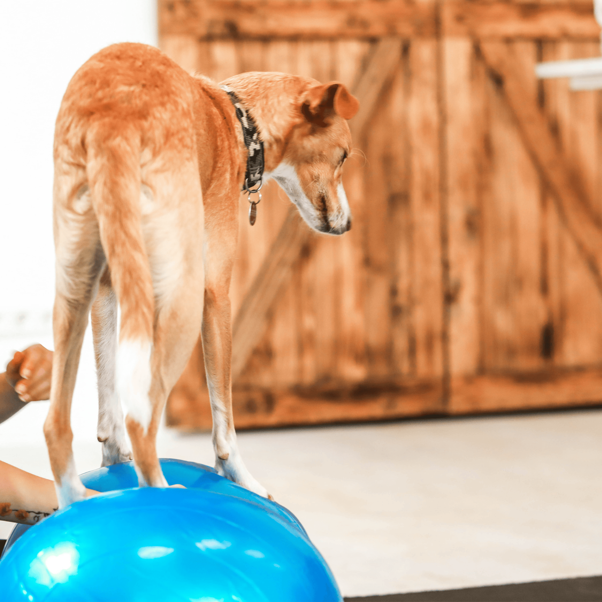 Wolf Pack® Physioprodukte Wolf Pack® FLOW | Better4Pets-Edition - Physio Peanut Ball für Mensch & Tier