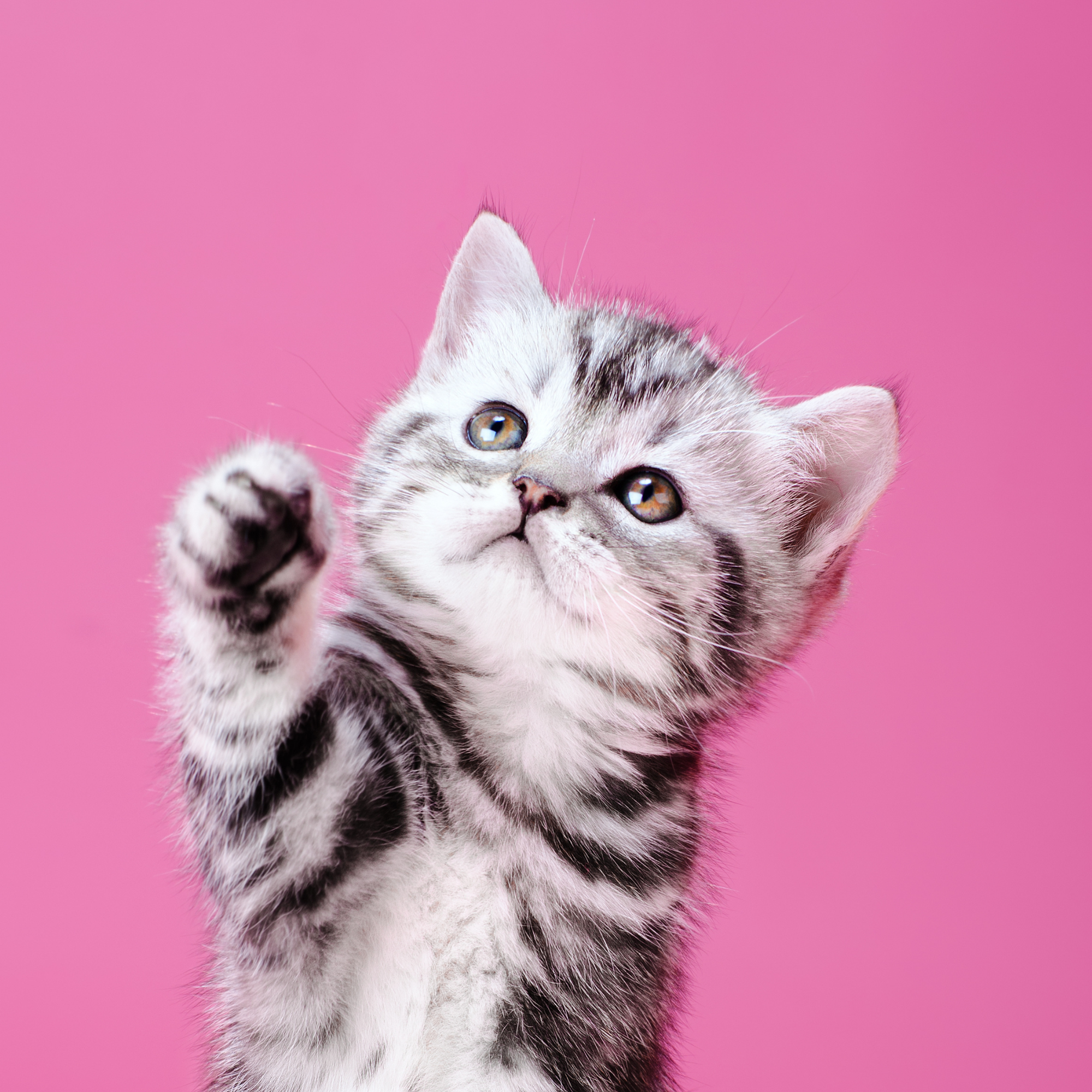 Bestseller Katzen