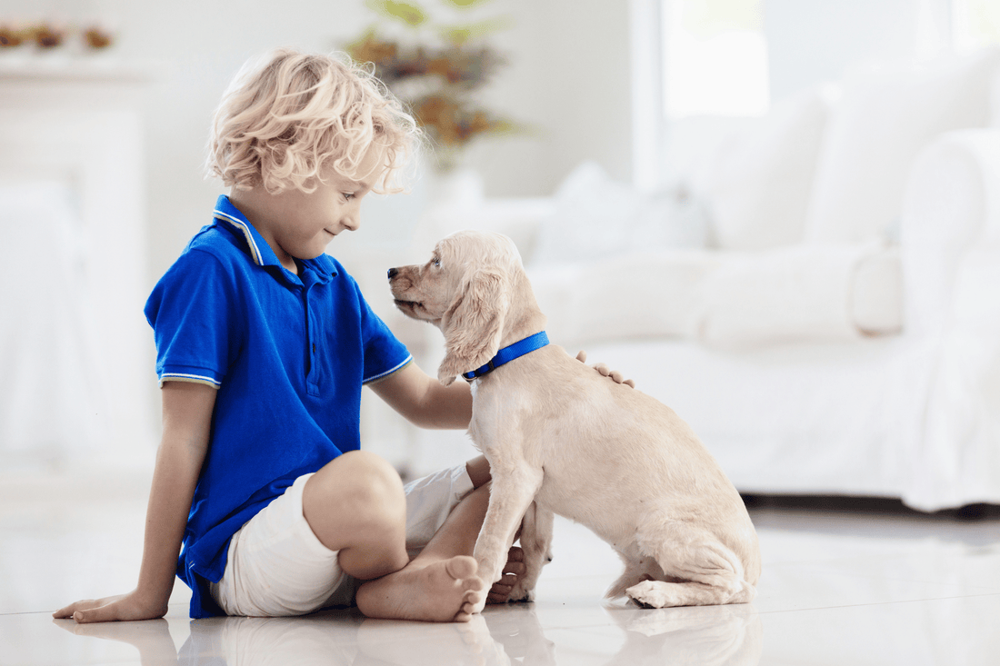 Spielen & Beschäftigung – Spielzeuge, Trainingsgeräte
