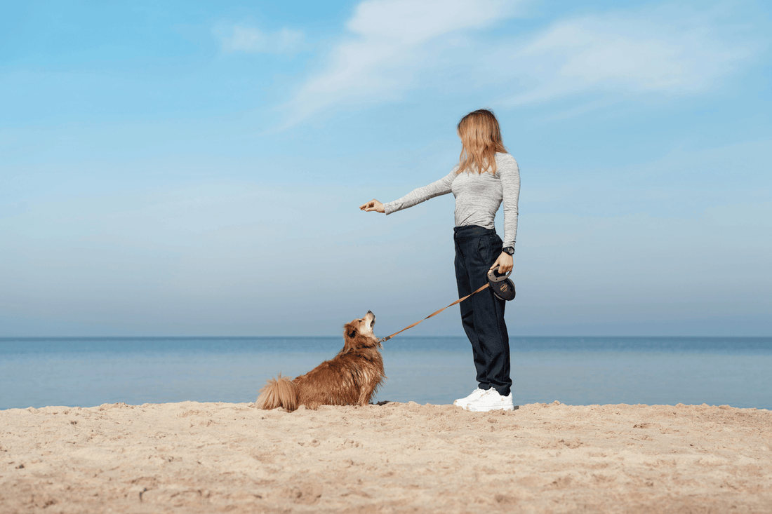 Erziehung & Alltag – Trainingsbücher, Trainingshilfen