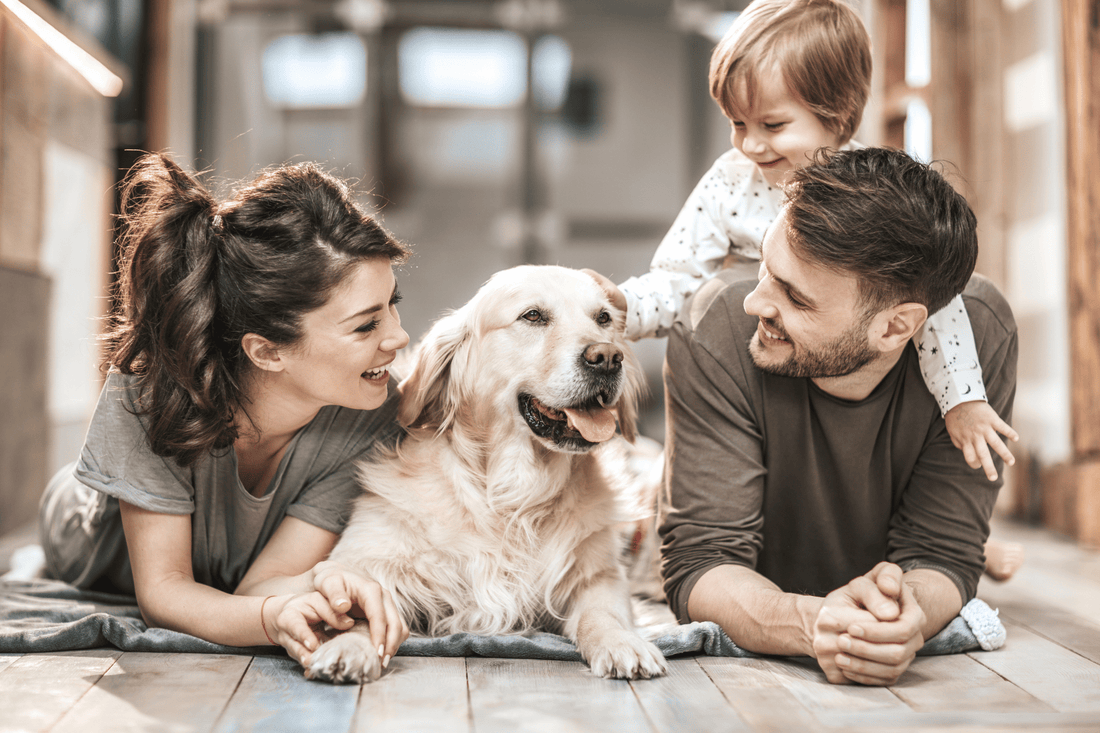 Alltag mit Haustier – Lifestyle-Ratgeber