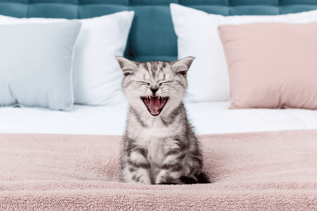 Kitten & Eingewöhnung – Einsteigerbücher, Starterprodukte