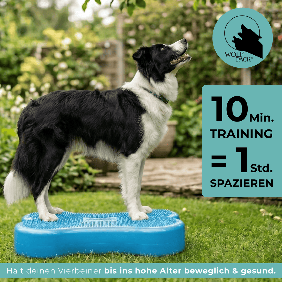 Wolf Pack® Physioprodukte Wolf Pack® BLUE | Better4Pets-Edition - Fitness Dog Bone/Trainingsgerät für Hunde