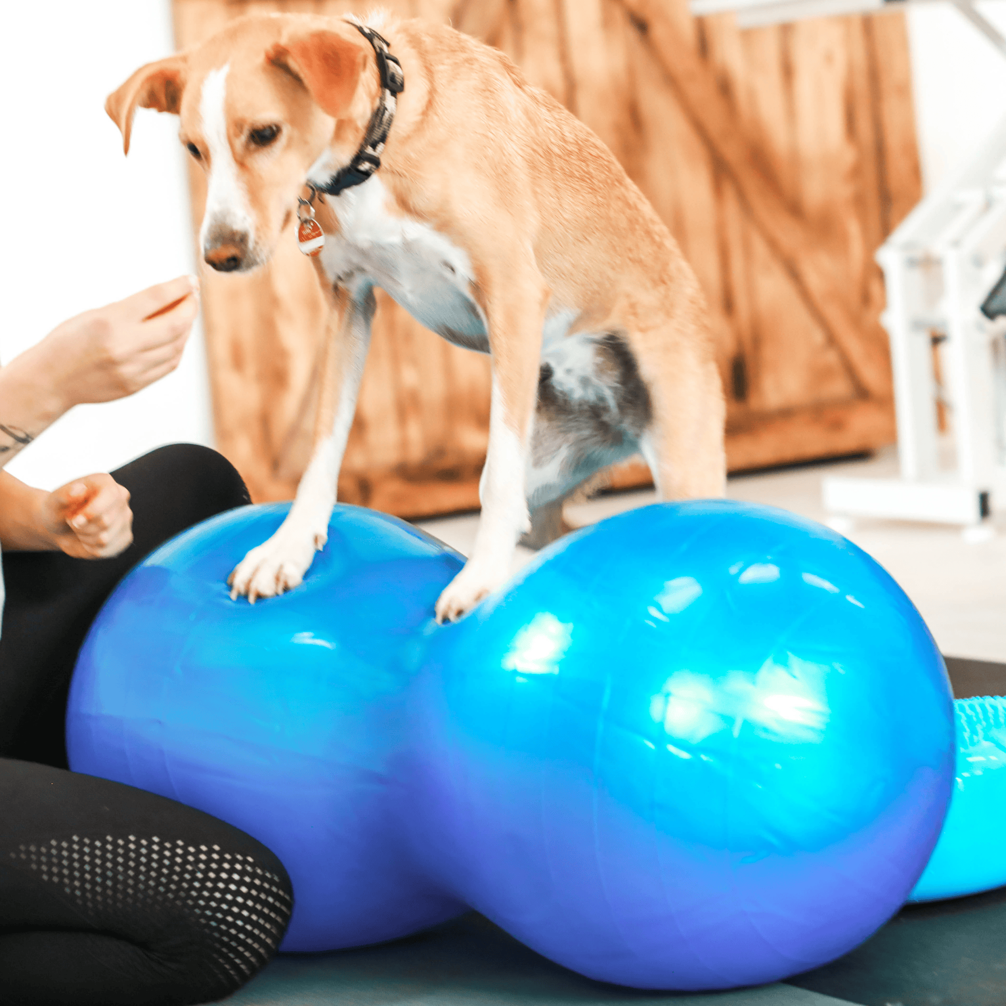 Wolf Pack® Physioprodukte Wolf Pack® FLOW | Better4Pets-Edition - Physio Peanut Ball für Mensch &amp; Tier