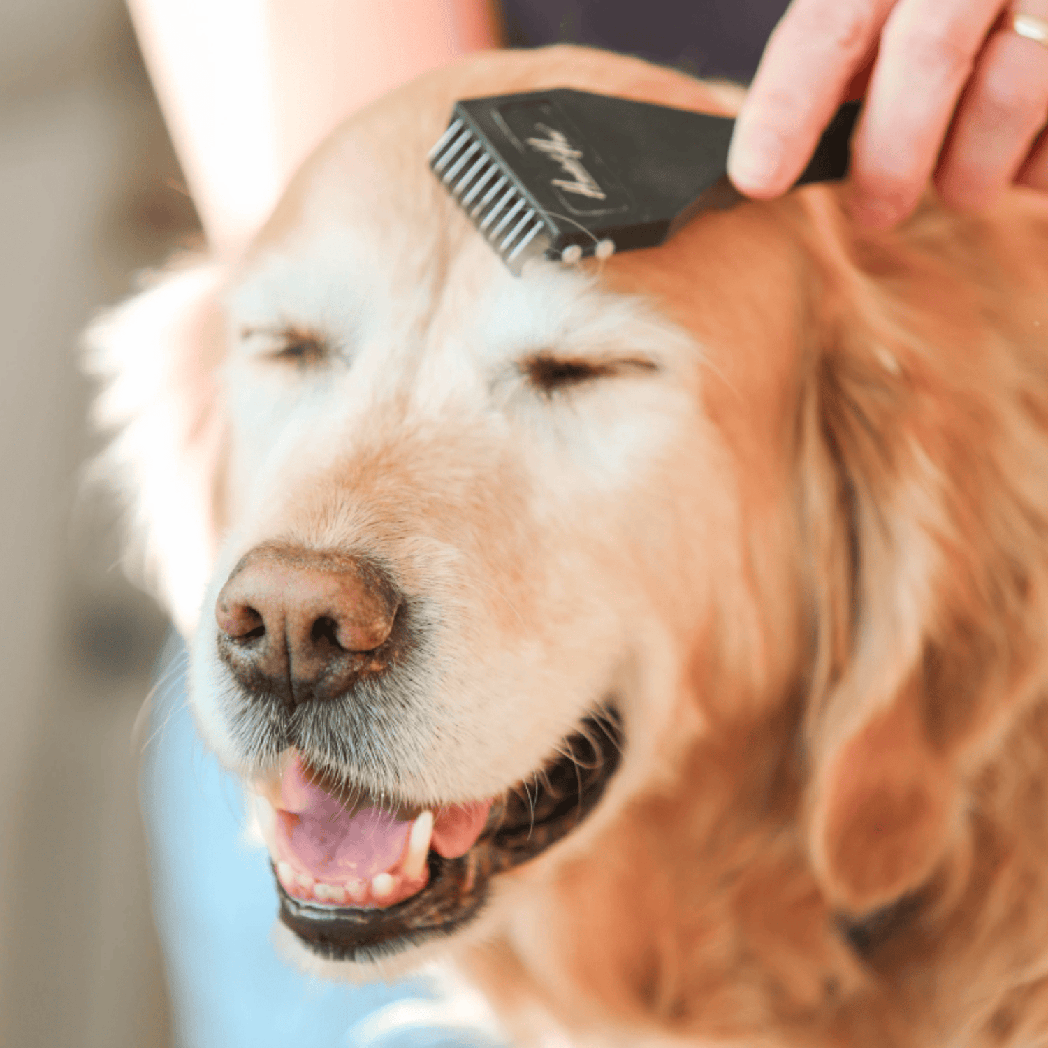 HundertHaar® Fellpflege HundertHaar® Trimmstriegel für Hunde und Katzen