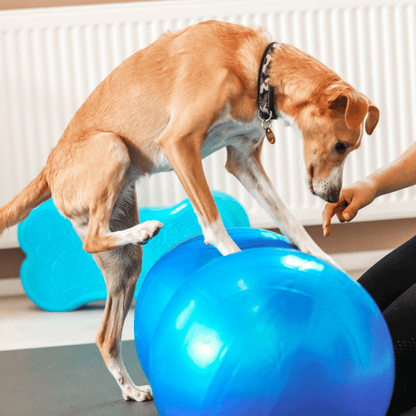 Wolf Pack® Physioprodukte Wolf Pack® FLOW | Better4Pets-Edition - Physio Peanut Ball für Mensch &amp; Tier