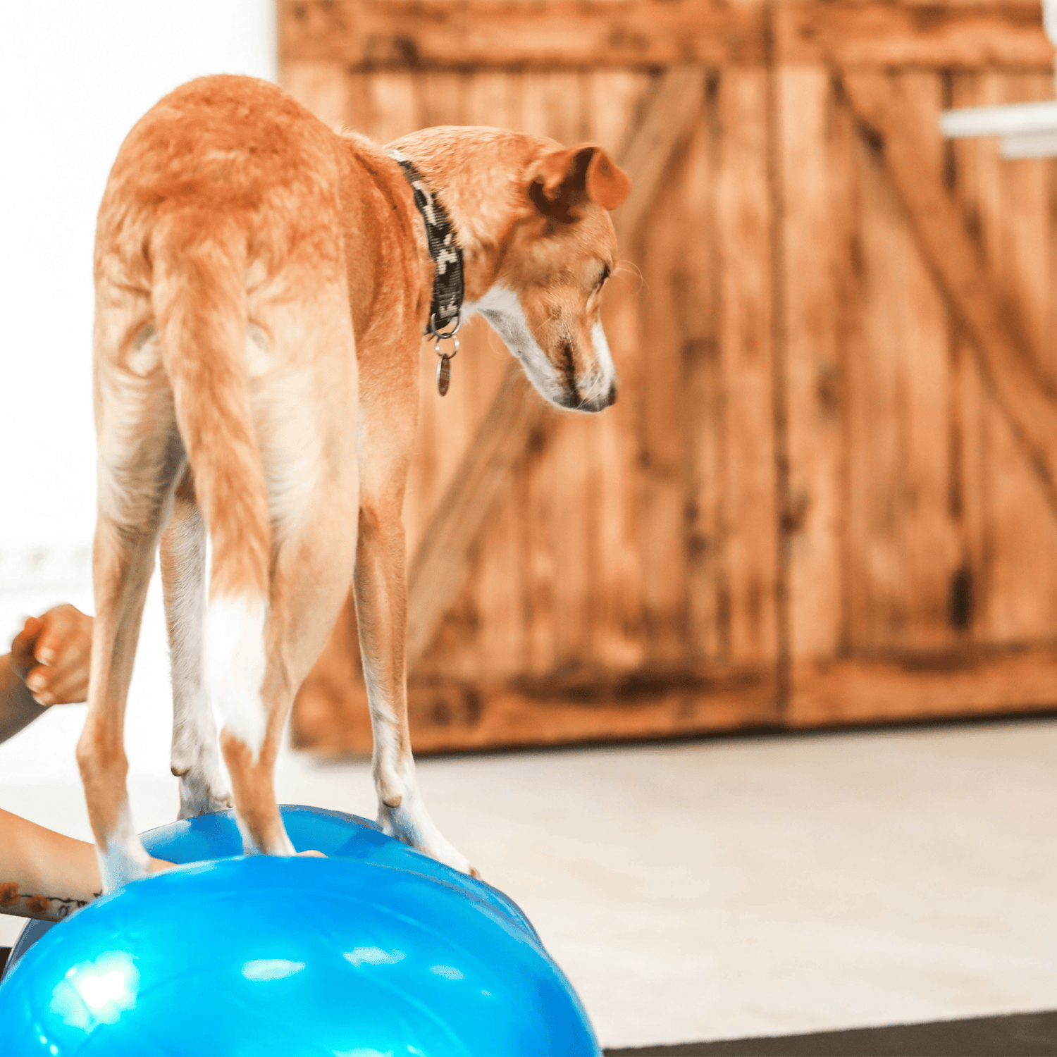 Wolf Pack® Physioprodukte Wolf Pack® FLOW | Better4Pets-Edition - Physio Peanut Ball für Mensch &amp; Tier
