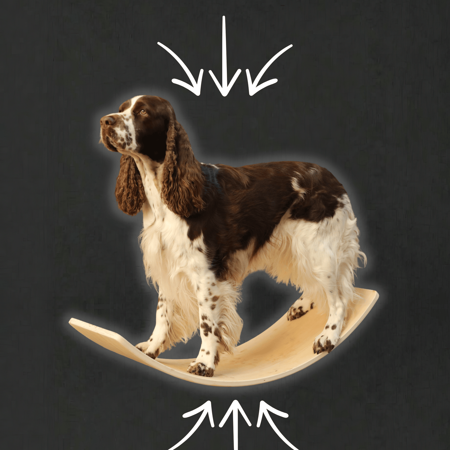 Wolf Pack® Physioprodukte Wolf Pack® ARC  | Black Edition - Balance Board/Trainingsgerät für Hunde