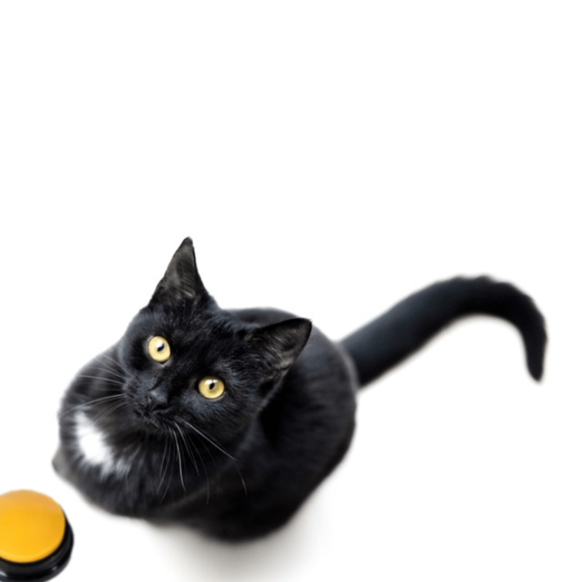Good4Pets Store Sonstiges Training Buttons für Haustiere, 4er Set (versch. Farben)