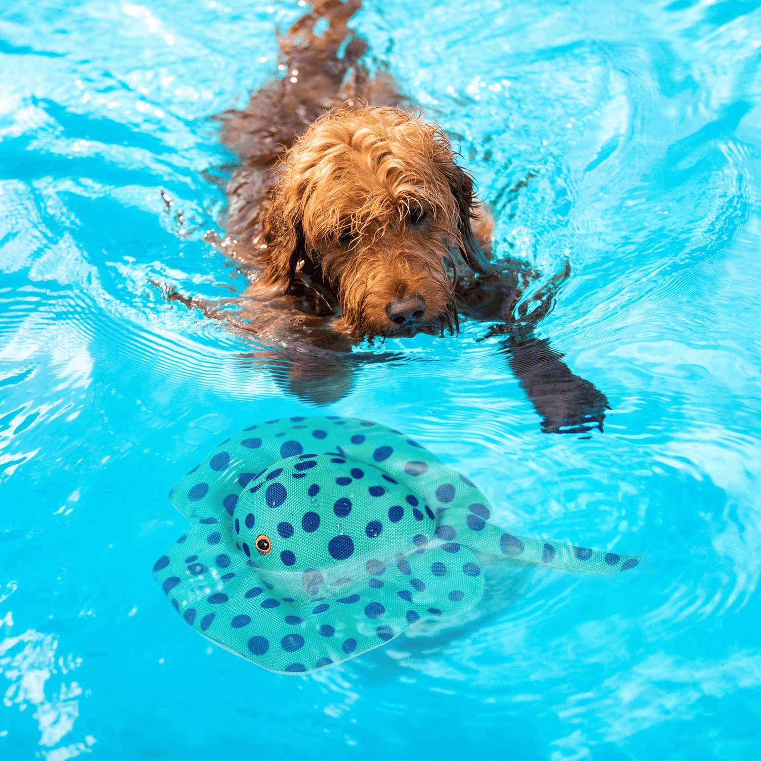 Good4Pets - Edition Schwimmrochen für Hunde, schwimmendes Apportierspielzeug mit Quietscher