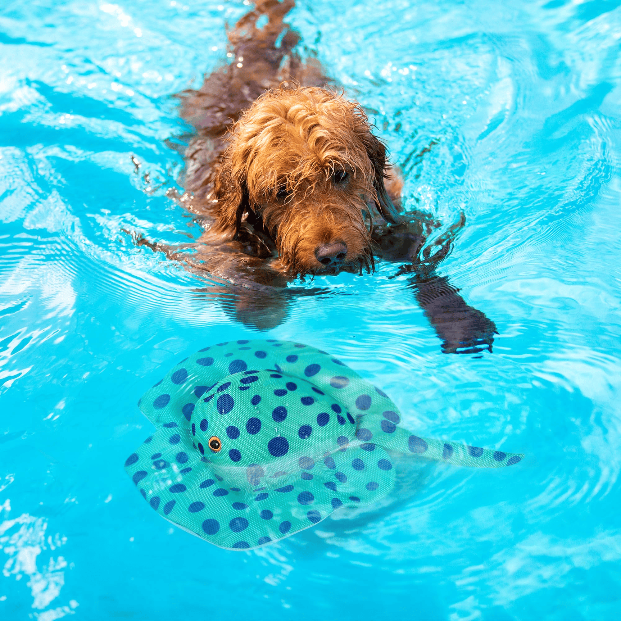 Good4Pets - Edition Schwimmrochen für Hunde, schwimmendes Apportierspielzeug mit Quietscher
