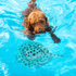 Good4Pets - Edition Schwimmrochen für Hunde, schwimmendes Apportierspielzeug mit Quietscher
